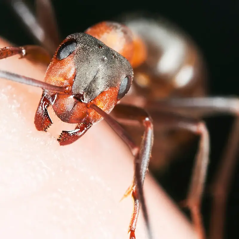 Residential Fire Ants