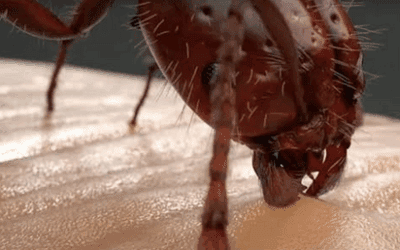 What Happens When a Fire Ant Nest is Disturbed?