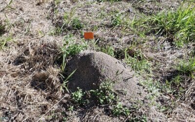 Fire Ant Nest Injection for Western Brisbane School Development