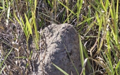 Fire Ant Nest Treatment at Western Brisbane Vacant Land